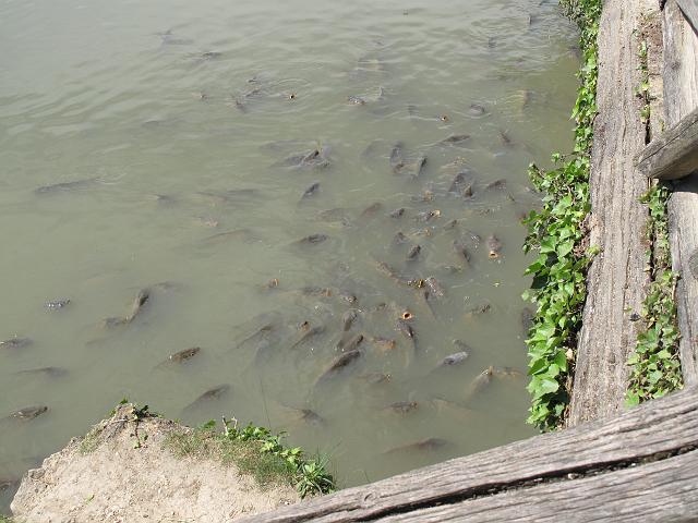 2009-06-05_064