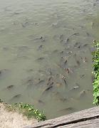 2009-06-05_064