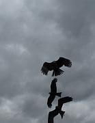 2009-07-02_101